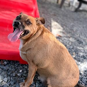 Marley, Mixed Breed (Small), senior, available for adoption