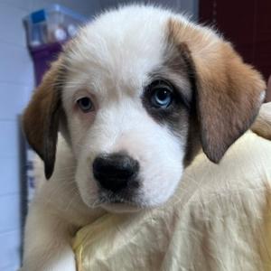 Maple, Mixed Breed (Large), available for adoption