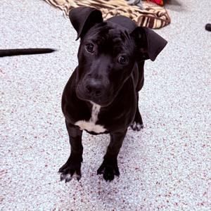 Nyx, Mixed Breed (Medium), available for adoption