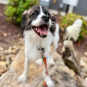 Chance, Mixed Breed (Medium), adult, available for adoption