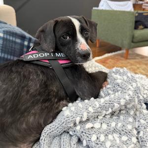 Sheba, Mixed Breed (Medium), adult, available for adoption