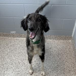 A happy dog with a black and white coat, standing on a concrete floor, looking up with its mouth open and tongue out.