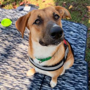Hazel, Mixed Breed (Medium), adult, available for adoption