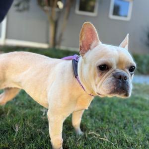Petunia, Mixed Breed (Small), adult, available for adoption