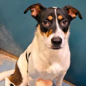 Ace(Presley), Shepherd, adult, available for adoption