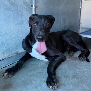 Armando, Great Dane, adult, available for adoption