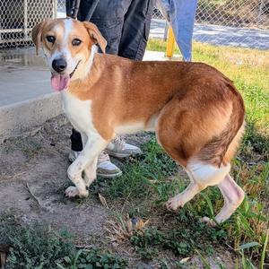 Babybel, Boxer, young, available for adoption