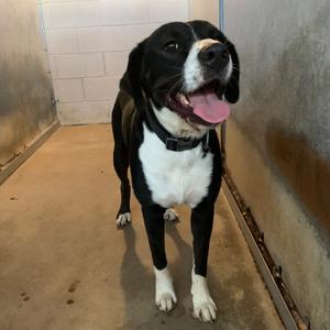 Badger, Shepherd, adult, available for adoption