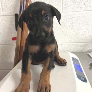 Artemis, Shepherd, available for adoption