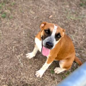 A brown and white dog with a black nose and a pink tongue sticking out, sitting on the ground.