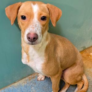 Apricot, Shepherd, adult, available for adoption