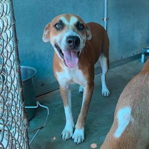 Arabella, Cattle Dog, Australian (Red Heeler), adult, available for adoption