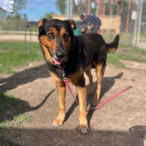 Avispa, Shepherd, senior, available for adoption