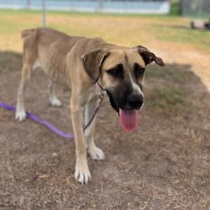 A brown and black dog with a purple leash standing on a dirt ground, its tongue out and looking towards the camera.