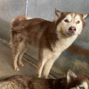 Avery, Husky, adult, available for adoption