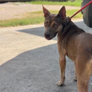 Aquafina, Terrier, Pit Bull, adult, available for adoption