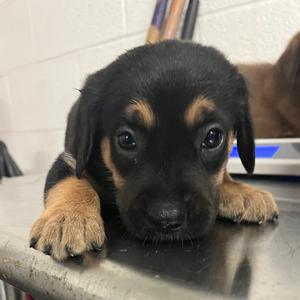 Baby Bean, Retriever, Labrador, available for adoption