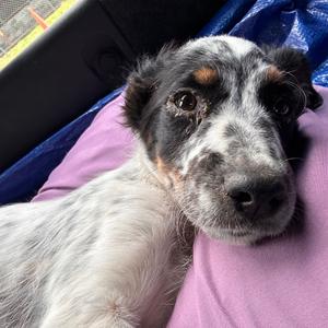 Apollo, American Blue Heeler, adult, available for adoption