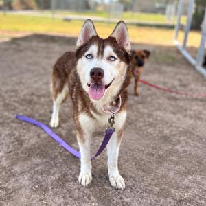 A husky dog with blue eyes and a brown and white coat, wearing a purple leash, standing on a dirt surface with another dog in the background.