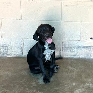 Anky, Retriever, Labrador, available for adoption