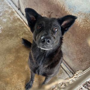 Alma, Shepherd, adult, available for adoption