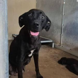 Abeja, Retriever, Labrador, adult, available for adoption