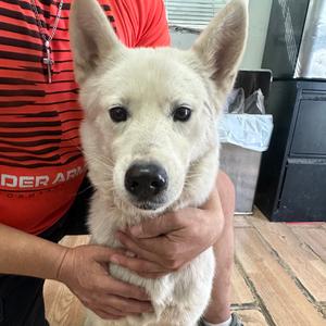 Alaska, Husky, adult, available for adoption