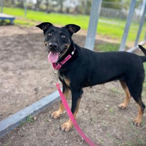 Annie, Shepherd, adult, available for adoption