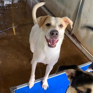 Bacon, Retriever, Labrador, adult, available for adoption