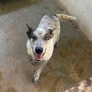 A happy dog with a speckled coat and floppy ears standing on a concrete surface.