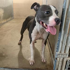 A black and white dog with a pink tongue sticking out, standing in a kennel.