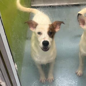 A white dog with brown patches on its ears and face is standing on a blue surface, looking through a glass window. The dog has a black nose and appears to be in a shelter or enclosure.