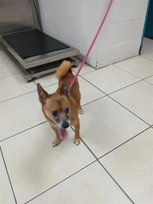 A small brown dog on a pink leash standing on a tiled floor.