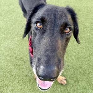 Close-up of a black dog with brown eyes and a pink tongue, wearing a red collar, standing on green artificial turf.