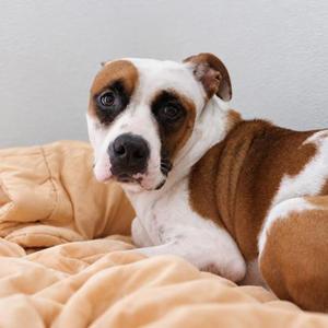 Lily, Mixed Breed, adult, available for adoption