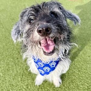 Buddy, Mixed Breed, adult, available for adoption