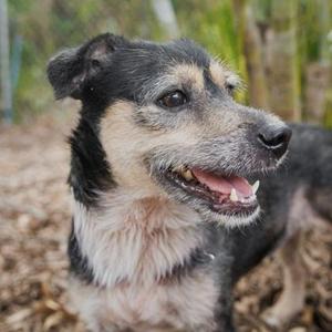 A black and white dog with a happy expression, standing outdoors in a natural setting.