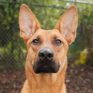 Bandit, German Shepherd Dog / Mixed Breed, adult, available for adoption