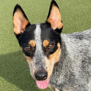 Pauly, Australian Cattle Dog / Blue Heeler / Mixed Breed, adult, available for adoption