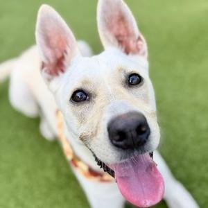 Magnolia, Mixed Breed, adult, available for adoption