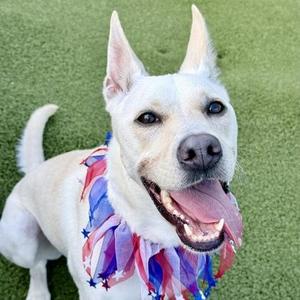 Magnolia, Mixed Breed, adult, available for adoption