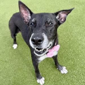 Jade, Mixed Breed, adult, available for adoption