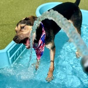 Bowdie, Hound / Mixed Breed, adult, available for adoption