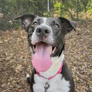 A happy dog with a black and white coat, wearing a pink collar, sitting on a bed of mulch with its tongue out, looking up at the camera.