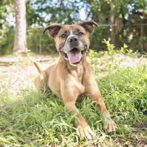 A happy brown dog with a black muzzle and floppy ears is lying in the grass, smiling with its tongue out.