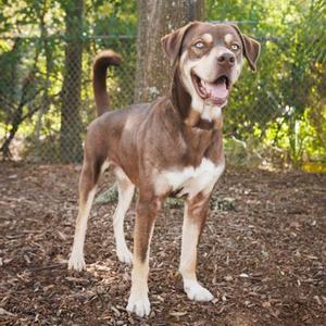 A brown and white dog standing on a dirt ground with a chain-link fence in the background.