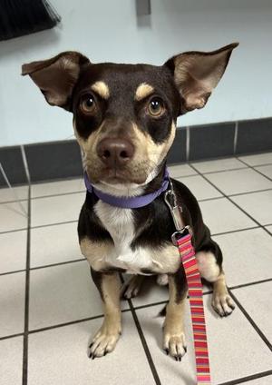 Alvin, Chihuahua / Mixed Breed, adult, available for adoption