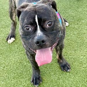 Max, Mixed Breed, adult, available for adoption