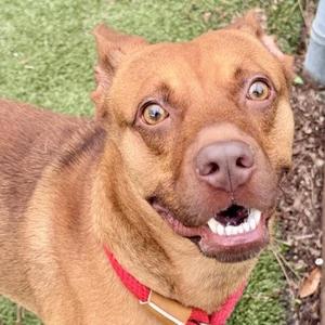 A brown dog with a red collar looking up with its mouth open, showing its teeth.