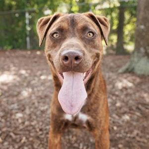 a brown dog with a pink tongue sticking out